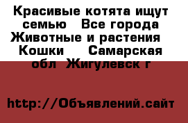 Красивые котята ищут семью - Все города Животные и растения » Кошки   . Самарская обл.,Жигулевск г.